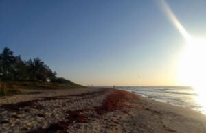 “Sargazo en Playa del Carmen: Comparativa entre Enero 2023 y 2024”