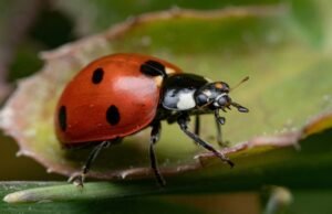 Laboratorio en Mocochá: Avances en el Uso de Mariquitas para Reducir Insecticidas y Proteger Cultivos