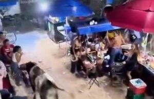 Pánico en las calles de Timucuy: Tormenta causada por un toro fuera de control