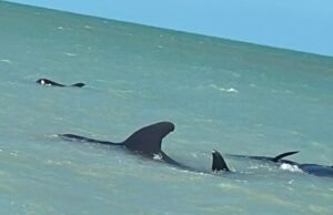 “Inusual suceso: Ballenas piloto varadas en la costa de Celestún”