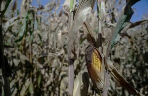 “Éxito legal: Maiceros de Iturbide logran cumplimiento de contratos con Maseca con respaldo de la Secretaría de Gobierno”