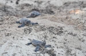 Compromiso con la biodiversidad: Cancún registra récord de nacimientos de tortugas marinas