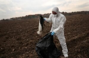 Confirmado brote de gripe aviar de alta patogenicidad en Madrid
