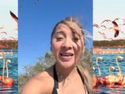 Polémica en redes por video que altera hábitat de flamingos