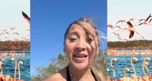 Polémica en redes por video que altera hábitat de flamingos