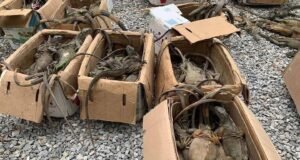 Rescatan 192 iguanas verdes transportadas ilegalmente en autobús en Oaxaca