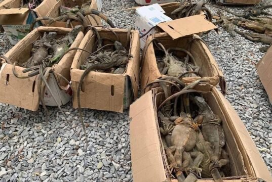 Rescatan 192 iguanas verdes transportadas ilegalmente en autobús en Oaxaca