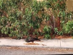Crece preocupación en Gran Santa Fe Norte por presunto envenenamiento de gatos