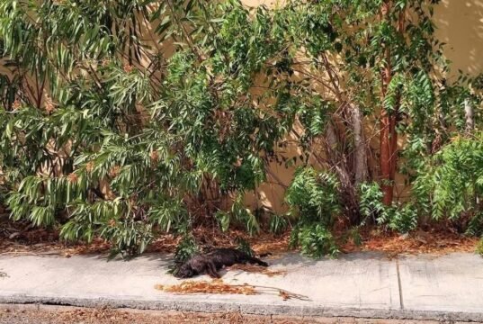 Crece preocupación en Gran Santa Fe Norte por presunto envenenamiento de gatos