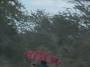 Indignación en Temax por presunto caso de maltrato animal; exigen justicia por muerte de un perrito