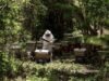 Abejas impulsan al campo mexicano: producción de miel alcanza cifra histórica en 2025