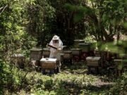 Abejas impulsan al campo mexicano: producción de miel alcanza cifra histórica en 2025