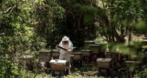 Abejas impulsan al campo mexicano: producción de miel alcanza cifra histórica en 2025
