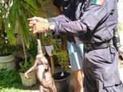Resguardan y devuelven a su entorno natural a dos zarigüeyas halladas en viviendas de Tizimín