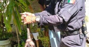 Resguardan y devuelven a su entorno natural a dos zarigüeyas halladas en viviendas de Tizimín