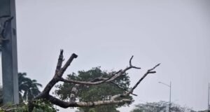 Fuertes lluvias y vientos generan 75 emergencias en Yucatán; SSP mantiene operativo de atención