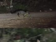 Impactante avistamiento en Tulum: zorro gris sorprende al capturar una serpiente en la selva