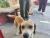 Exigen justicia por “Güero”, querido perro comunitario hallado sin vida en Yaxkukul