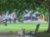 Crece preocupación en Francisco de Montejo tras hallar a perrita amarrada en parque