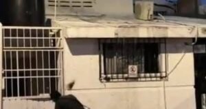 Lo que durante décadas fue una de las zonas más dinámicas y tradicionales de Mérida, hoy muestra un panorama marcado por predios abandonados, negocios cerrados y propiedades en venta. A lo largo de la calle 60, desde la emblemática avenida Colón hasta las inmediaciones del estadio Salvador Alvarado, aún sobreviven algunos hoteles y comercios; sin embargo, gran parte de las viviendas y establecimientos que daban vida al sector han desaparecido o permanecen cerrados. Vecinos y personas que frecuentaron la zona recuerdan que en las décadas de los 70 y 80 este corredor era uno de los puntos más concurridos de la ciudad, donde familias completas convivían y numerosos negocios mantenían gran actividad, especialmente durante temporadas festivas como la Navidad. Uno de los lugares más recordados es el restaurante “La Tradición”, considerado durante años punto de encuentro de familias y figuras políticas de la época, pero que actualmente dejó de operar. Otro de los cambios que impactó la actividad de la zona fue el traslado del Consulado Americano, inmueble que durante años generó importante movimiento debido a las largas filas de personas que acudían diariamente a realizar trámites para viajar a Estados Unidos. Hace aproximadamente seis meses, la sede fue reubicada al norte de Mérida. Asimismo, oficinas federales que anteriormente operaban en la colonia Alcalá Martín, sobre avenida Cupules, también fueron trasladadas hacia la zona de Circuito Colonias y Tanlum. Aunque se desconocen las razones específicas por las que muchas propiedades quedaron en abandono, algunas versiones apuntan a procesos legales, falta de herederos o cambios generacionales que provocaron el desuso de numerosos inmuebles. Pese al deterioro visible en algunos predios, todavía permanecen viviendas antiguas y construcciones que conservan parte del encanto arquitectónico de la zona y continúan siendo símbolo de una etapa importante en la historia urbana de Mérida. Con el crecimiento de nuevos fraccionamientos y el desarrollo de otras áreas de la ciudad, este tradicional sector ha experimentado una transformación que refleja cómo el paso del tiempo y los cambios sociales también modifican la vida de los barrios y sus espacios más representativos.