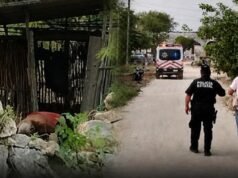 TRAGEDIA EN MAXCANÚ: ABUELITO MUERE TRAS ATAQUE DE ABEJAS EN SU PROPIO PREDIO