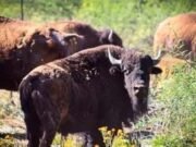 Regresa el bisonte a Sonora tras 200 años de ausencia; ya nacieron 10 crías