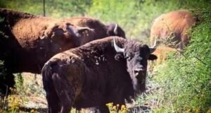 Regresa el bisonte a Sonora tras 200 años de ausencia; ya nacieron 10 crías