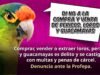 Profepa endurece lucha contra tráfico de aves: “Si compras un loro, podrías terminar en prisión”