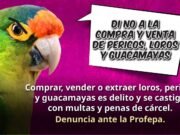 Profepa endurece lucha contra tráfico de aves: “Si compras un loro, podrías terminar en prisión”