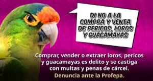 Profepa endurece lucha contra tráfico de aves: “Si compras un loro, podrías terminar en prisión”