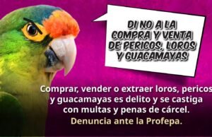 Profepa endurece lucha contra tráfico de aves: “Si compras un loro, podrías terminar en prisión”
