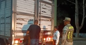 Operativo en el sureste frena tráfico de fauna; rescatan mono araña y aseguran jaguar en Mérida
