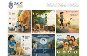 Calor y lluvias ponen en riesgo a perros y gatos; UADY exhorta a reforzar cuidados preventivos
