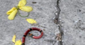 Incrementan avistamientos de serpientes coralillo en Conkal tras temporada de lluvias