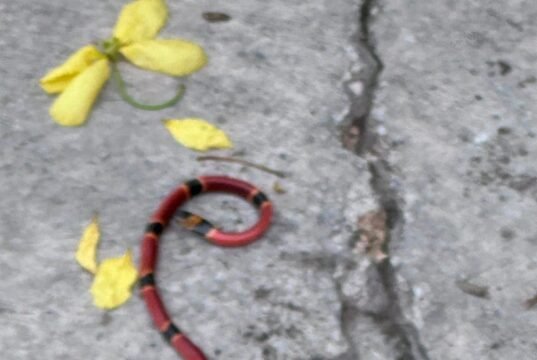Incrementan avistamientos de serpientes coralillo en Conkal tras temporada de lluvias