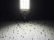Extraña invasión de insectos sorprende a vecinos de Las Américas tras las lluvias