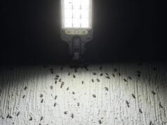 Extraña invasión de insectos sorprende a vecinos de Las Américas tras las lluvias