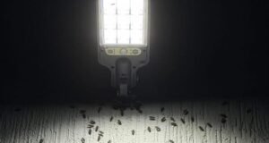 Extraña invasión de insectos sorprende a vecinos de Las Américas tras las lluvias