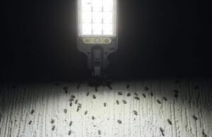 Extraña invasión de insectos sorprende a vecinos de Las Américas tras las lluvias