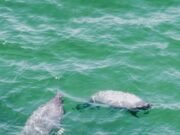 Manatí sorprende a turistas y pescadores tras aparecer en costas de Progreso y Chicxulub Puerto