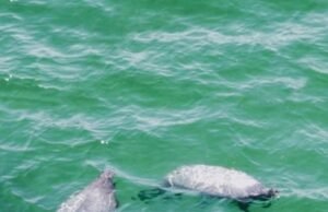 Manatí sorprende a turistas y pescadores tras aparecer en costas de Progreso y Chicxulub Puerto
