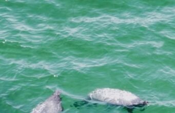 Manatí sorprende a turistas y pescadores tras aparecer en costas de Progreso y Chicxulub Puerto