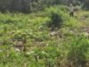 Adulto mayor acusa intento de despojo de tierras ejidales en Dzitbalché