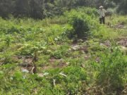Adulto mayor acusa intento de despojo de tierras ejidales en Dzitbalché