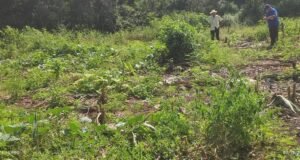 Adulto mayor acusa intento de despojo de tierras ejidales en Dzitbalché