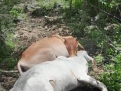 Rayo mata varias reses en rancho de exalcalde de Motul durante tormenta en Yucatán
