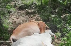 Rayo mata varias reses en rancho de exalcalde de Motul durante tormenta en Yucatán