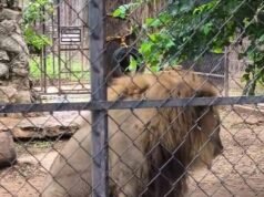 Zoológico Centenario descarta problemas de salud en león captado en video
