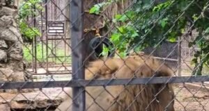 Zoológico Centenario descarta problemas de salud en león captado en video