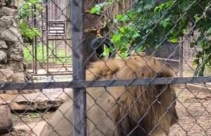 Zoológico Centenario descarta problemas de salud en león captado en video